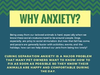 WHY ANXIETY?
Being away from our beloved animals is hard, especially when we
know these social creatures need to be around...