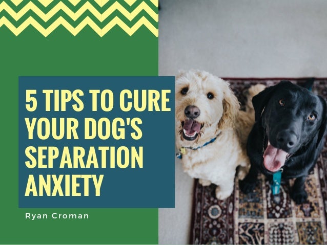 curing dog separation anxiety quickly curing dog separation anxiety quickly