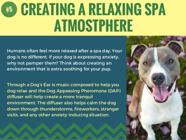 5 Tips to Cure Your Dog's Separation Anxiety