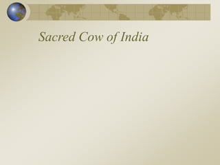 Sacred Cow of India
 