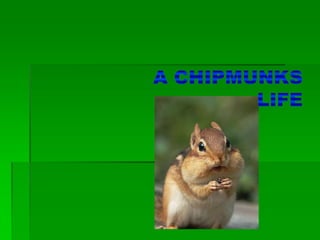 A chipmunks life 