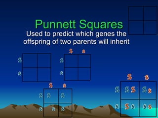 Punnett Squares Used to predict which genes the offspring of two parents will inherit 