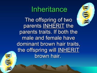 Inheritance The offspring of two parents  INHERIT  the parents traits. If both the male and female have dominant brown hair traits, the offspring will  INHERIT  brown hair.   