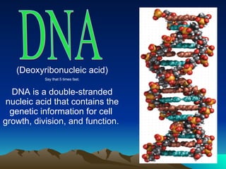 DNA (Deoxyribonucleic acid) Say that 5 times fast. DNA is a double-stranded nucleic acid that contains the genetic information for cell   growth, division, and function.  