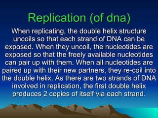 Replication (of dna) When replicating, the double helix structure uncoils so that each strand of DNA can be exposed. When they uncoil, the nucleotides are exposed so that the freely available nucleotides can pair up with them. When all nucleotides are paired up with their new partners, they re-coil into the double helix. As there are two strands of DNA involved in replication, the first double helix produces 2 copies of itself via each strand. 