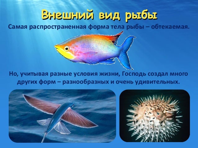 вид рыбы 4