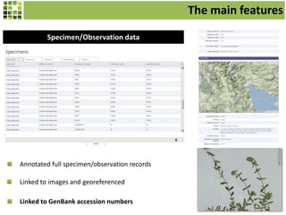 The main features
Specimen/Observation data

Annotated full specimen/observation records
Linked to images and georeferenced
Linked to GenBank accession numbers

 
