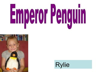 Emperor Penguin Rylie 