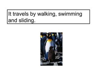 It travels by walking, swimming and sliding. 