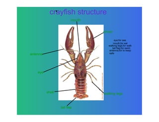 crayfish structure
                  e



                              mouth


                                      pincer

                                              eye;for see
                                             mouth;for eat
                                         walking legs;for walk
                                            tail flap;for swim
                                         antenna;for to keep
antenna                                  safe




    eye




          shell                       walking legs



                      tail flap
 