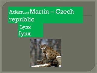 Lynx
Iynx
Adamand Martin – Czech
republic
 