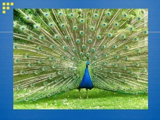 Peacock slide … . 