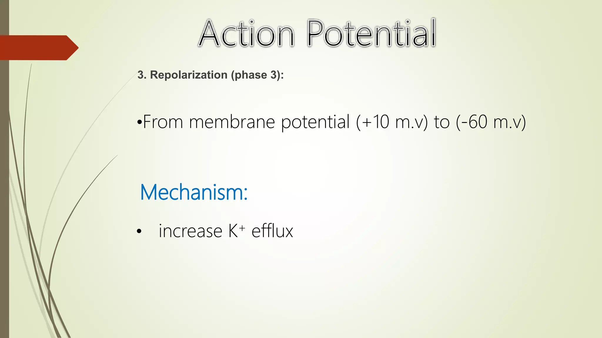 3. Repolarization (phase 3):
Mechanism:
• increase K+ efflux
•From membrane potential (+10 m.v) to (-60 m.v)
 