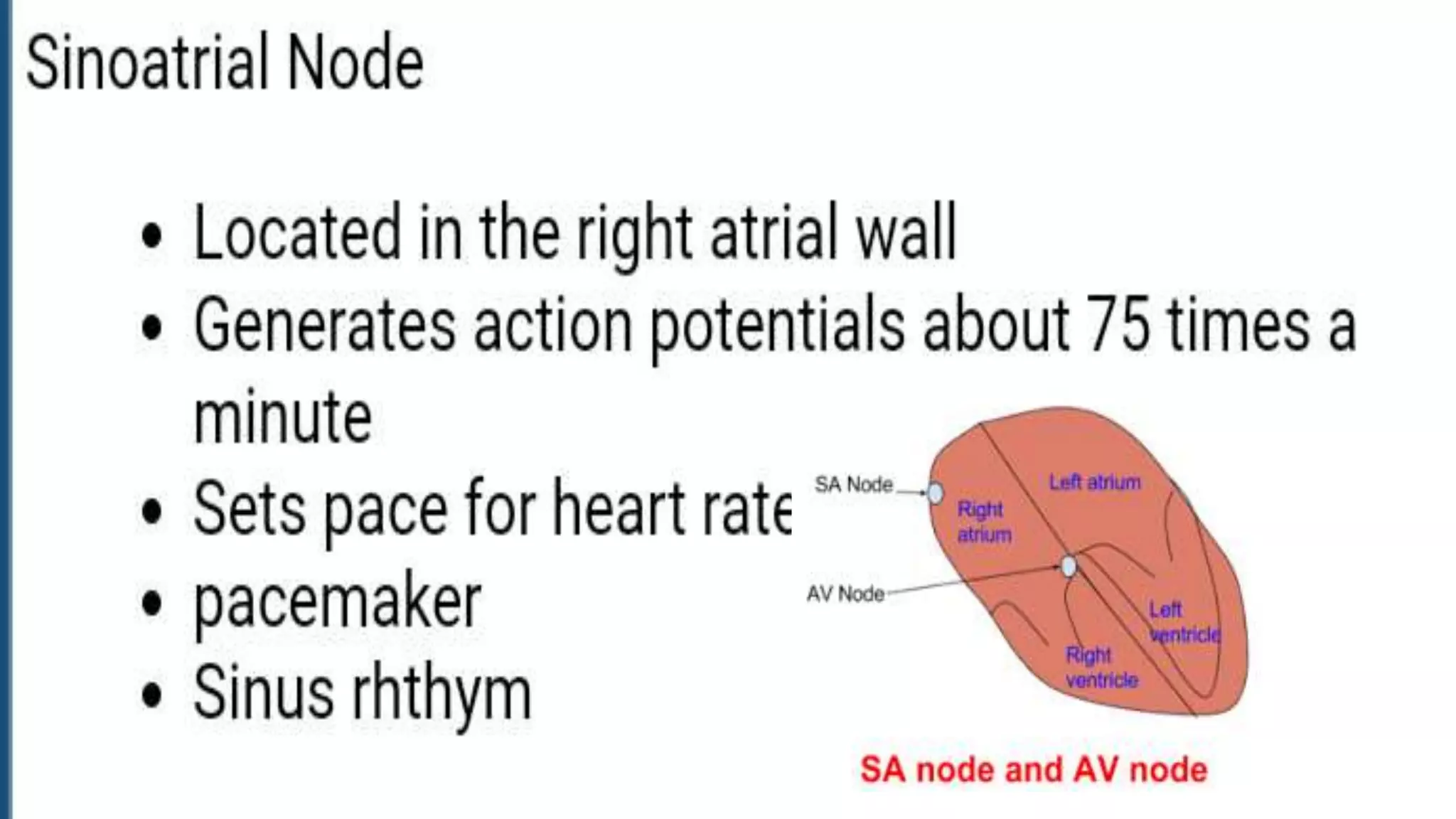 Rythemecity and automatecity of heart