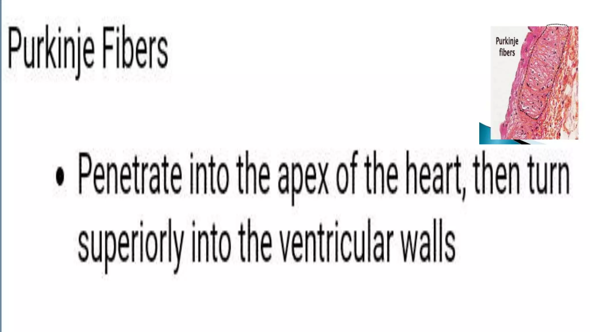 Rythemecity and automatecity of heart