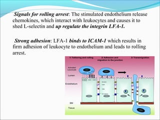 Signals for rolling arrest: The stimulated endothelium release
chemokines, which interact with leukocytes and causes it to
shed L-selectin and up regulate the integrin LFA-1.
Strong adhesion: LFA-1 binds to ICAM-1 which results in
firm adhesion of leukocyte to endothelium and leads to rolling
arrest.
 