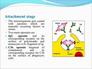 Attachment stage
• The microorganism gets coated
with opsonins which are
naturally occurring factors in
serum.
• Two main opsonins are
i. IgG opsonin and its
corresponding receptor on the
surface of polymorphs and
monocytes is Fc fragment of Ig.
ii. C3b opsonin fragment of
complement and its
corresponding receptor for C3b
on the surface of phagocytic
cells.
 