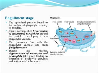Engulfment stage
• The opsonised particle bound to
the surface of phagocyte is ready
to engulfed.
• This is accomplished by formation
of cytoplasmic pseudopods around
the particle , enveloping it in a
phagocytic vacoule.
• The lysosomes fuse with the
phagocytic vacoule and from
phagolysosome.
• During this process,
degranulation of monocytes and
neutrophils take place leading to
liberation of hydrolytic enzymes
and antibacterial substances.
 