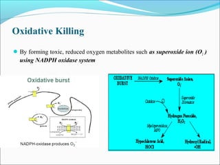 Oxidative Killing
By forming toxic, reduced oxygen metabolites such as superoxide ion (O2 )
using NADPH oxidase system
 