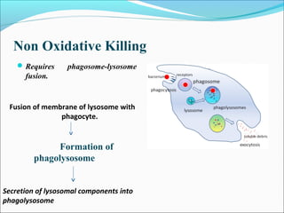Non Oxidative Killing
Requires phagosome-lysosome
fusion.
Fusion of membrane of lysosome with
phagocyte.
Formation of
phagolysosome
Secretion of lysosomal components into
phagolysosome
 