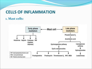 CELLS OF INFLAMMATION
1. Mast cells:
 