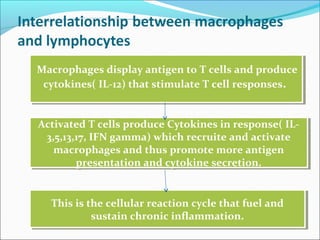 Macrophages display antigen to T cells and produce
cytokines( IL-12) that stimulate T cell responses.
Macrophages display antigen to T cells and produce
cytokines( IL-12) that stimulate T cell responses.
Activated T cells produce Cytokines in response( IL-
3,5,13,17, IFN gamma) which recruite and activate
macrophages and thus promote more antigen
presentation and cytokine secretion.
Activated T cells produce Cytokines in response( IL-
3,5,13,17, IFN gamma) which recruite and activate
macrophages and thus promote more antigen
presentation and cytokine secretion.
This is the cellular reaction cycle that fuel and
sustain chronic inflammation.
This is the cellular reaction cycle that fuel and
sustain chronic inflammation.
 