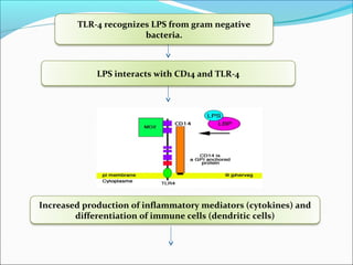 TLR-4 recognizes LPS from gram negative
bacteria.
LPS interacts with CD14 and TLR-4
Increased production of inflammatory mediators (cytokines) and
differentiation of immune cells (dendritic cells)
 