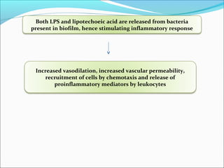 Increased vasodilation, increased vascular permeability,
recruitment of cells by chemotaxis and release of
proinflammatory mediators by leukocytes
Both LPS and lipotechoeic acid are released from bacteria
present in biofilm, hence stimulating inflammatory response
 