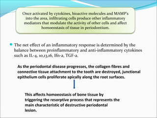 Once activated by cytokines, bioactive molecules and MAMP’s
into the area, infiltrating cells produce other inflammatory
mediators that modulate the activity of other cells and affect
homoeostasis of tissue in periodontium.
The net effect of an inflammatory response is determined by the
balance between proinflammatory and anti-inflammatory cytokines
such as IL-4, 10,13,16, Ifn-a, TGF-a.
As the periodontal disease progresses, the collagen fibres and
connective tissue attachment to the tooth are destroyed, junctional
epithelium cells proliferate apically along the root surfaces.
This affects homoeostasis of bone tissue by
triggering the resorptive process that represents the
main characteristic of destructive periodontal
lesion.
 