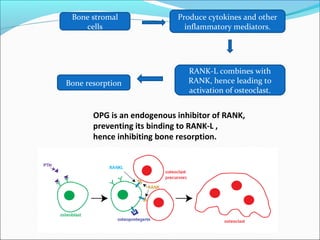 Bone stromal
cells
Produce cytokines and other
inflammatory mediators.
RANK-L combines with
RANK, hence leading to
activation of osteoclast.
Bone resorption
OPG is an endogenous inhibitor of RANK,
preventing its binding to RANK-L ,
hence inhibiting bone resorption.
 