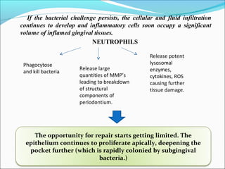If the bacterial challenge persists, the cellular and fluid infiltration
continues to develop and inflammatory cells soon occupy a significant
volume of inflamed gingival tissues.
NEUTROPHILS
Phagocytose
and kill bacteria
Release large
quantities of MMP’s
leading to breakdown
of structural
components of
periodontium.
Release potent
lysosomal
enzymes,
cytokines, ROS
causing further
tissue damage.
The opportunity for repair starts getting limited. The
epithelium continues to proliferate apically, deepening the
pocket further (which is rapidly colonied by subgingival
bacteria.)
 