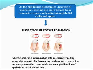 As the epithelium proliferates , necrosis of
epithelial cells that are more distant from
connective tissue can lead to intraepithelial
clefts and splits.
FIRST STAGE OF POCKET FORMATION
• A cycle of chronic inflammation sets in , characterized by
leucocytes, release of inflammatory mediators and destructive
enzymes, connective tissue breakdown and proliferation of
epithelium, in apical direction.
 