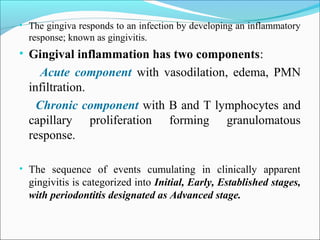 • The gingiva responds to an infection by developing an inflammatory
response; known as gingivitis.
• Gingival inflammation has two components:
Acute component with vasodilation, edema, PMN
infiltration.
Chronic component with B and T lymphocytes and
capillary proliferation forming granulomatous
response.
• The sequence of events cumulating in clinically apparent
gingivitis is categorized into Initial, Early, Established stages,
with periodontitis designated as Advanced stage.
 
