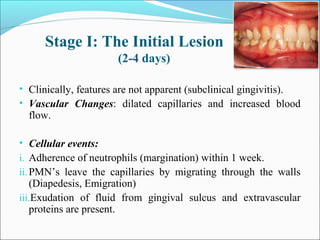 Stage I: The Initial Lesion
(2-4 days)
• Clinically, features are not apparent (subclinical gingivitis).
• Vascular Changes: dilated capillaries and increased blood
flow.
• Cellular events:
i. Adherence of neutrophils (margination) within 1 week.
ii.PMN’s leave the capillaries by migrating through the walls
(Diapedesis, Emigration)
iii.Exudation of fluid from gingival sulcus and extravascular
proteins are present.
 