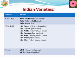 Indian Varieties:
Institute Variety
ICAR-IIHR Arka Krishika (Yellow colour)
Arka Ashwa (Red Purple)
Arka Nesera (Red)
CSIR-IHBT Him Saumya (light yellow colour)
Him Gaurav (pink colour)
Him Aabha (yellow orange colour)
Him Apoorva (Red bicolour)
Him Keerti (bright yellow colour)
Him Peace (white colour)
Him Glow (yellow orange colour)
TNAU YCD-1 (cherry red colour)
YCD-2 (rosy pink colour)
 