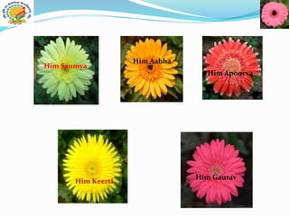 Him Saumya
Him Aabha
Him Apoorva
Him Keerti
Him Gaurav
 