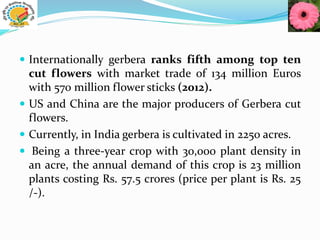  Internationally gerbera ranks fifth among top ten
cut flowers with market trade of 134 million Euros
with 570 million flower sticks (2012).
 US and China are the major producers of Gerbera cut
flowers.
 Currently, in India gerbera is cultivated in 2250 acres.
 Being a three-year crop with 30,000 plant density in
an acre, the annual demand of this crop is 23 million
plants costing Rs. 57.5 crores (price per plant is Rs. 25
/-).
 