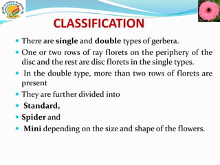 CLASSIFICATION
 There are single and double types of gerbera.
 One or two rows of ray florets on the periphery of the
disc and the rest are disc florets in the single types.
 In the double type, more than two rows of florets are
present
 They are further divided into
 Standard,
 Spider and
 Mini depending on the size and shape of the flowers.
 
