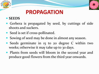 PROPAGATION
 SEEDS
 Gerbera is propagated by seed, by cuttings of side
shoots and suckers.
 Seed is set if cross-pollinated.
 Sowing of seed may be done in almost any season.
 Seeds germinate in 15 to 20 degree C within two
weeks; otherwise it may take up to 30 days.
 Plants from seeds will bloom in the second year and
produce good flowers from the third year onwards.
 