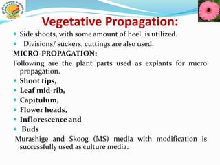Vegetative Propagation:
 Side shoots, with some amount of heel, is utilized.
 Divisions/ suckers, cuttings are also used.
MICRO-PROPAGATION:
Following are the plant parts used as explants for micro
propagation.
 Shoot tips,
 Leaf mid-rib,
 Capitulum,
 Flower heads,
 Inflorescence and
 Buds
Murashige and Skoog (MS) media with modification is
successfully used as culture media.
 