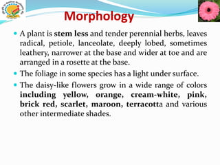 Morphology
 A plant is stem less and tender perennial herbs, leaves
radical, petiole, lanceolate, deeply lobed, sometimes
leathery, narrower at the base and wider at toe and are
arranged in a rosette at the base.
 The foliage in some species has a light under surface.
 The daisy-like flowers grow in a wide range of colors
including yellow, orange, cream-white, pink,
brick red, scarlet, maroon, terracotta and various
other intermediate shades.
 