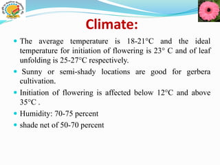 Climate:
 The average temperature is 18-21°C and the ideal
temperature for initiation of flowering is 23° C and of leaf
unfolding is 25-27°C respectively.
 Sunny or semi-shady locations are good for gerbera
cultivation.
 Initiation of flowering is affected below 12°C and above
35°C .
 Humidity: 70-75 percent
 shade net of 50-70 percent
 