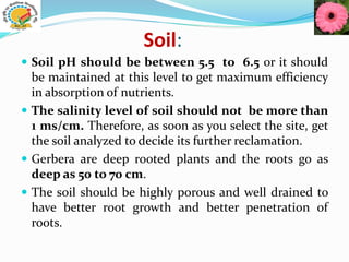 Soil:
 Soil pH should be between 5.5 to 6.5 or it should
be maintained at this level to get maximum efficiency
in absorption of nutrients.
 The salinity level of soil should not be more than
1 ms/cm. Therefore, as soon as you select the site, get
the soil analyzed to decide its further reclamation.
 Gerbera are deep rooted plants and the roots go as
deep as 50 to 70 cm.
 The soil should be highly porous and well drained to
have better root growth and better penetration of
roots.
 