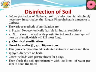 Disinfection of Soil
 Before plantation of Gerbera, soil disinfection is absolutely
necessary. In particular, the fungus Phytophthora is a menace to
Gerbera.
 The various methods of sterilization are;
 1. Steam: Not economically feasible for Indian conditions.
 2. Sun: Cover the soil with plastic for 6-8 weeks. Sunrays will
heat up the soil, which will kill most fungi.
 3. Chemical sterilization:
 Use of formalin @ 7.5-10 lit/100 sq m.
 This pure chemical should be diluted 10 times in water and then
 sprayed/drenched on beds.
 Cover the beds with plastic sheets for 7 days.
 Then flush the soil approximately with 100 liters of water per
sqm to drain the traces
 