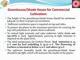 Greenhouse/Shade House for Commercial
Cultivation:
 The height of the greenhouse/shade house should be minimum
5-6.5 m; so there is proper air circulation.
 Sufficient ventilation space is required on top and sides.
 To protect the plants in the monsoons provision for covering the
top with polythene or plastic sheet is advised.
 To control light intensity and solar radiation, while shade net
(50-70%) is used. Approximately 400w/sq m light intensity is
required on the plant level.
 The ideal temperature for Gerbera flower bud initiation is 23
o C and for leaf unfolding is 25-27 o C. The flowering of
Gerbera is harmed at below 12 o C and above 35 o C.
 The optimum humidity inside the greenhouse/shade house
should be 70-75%, which will maintain the health of the plants.
 