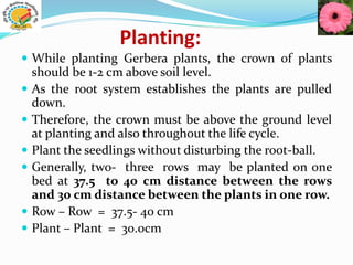 Planting:
 While planting Gerbera plants, the crown of plants
should be 1-2 cm above soil level.
 As the root system establishes the plants are pulled
down.
 Therefore, the crown must be above the ground level
at planting and also throughout the life cycle.
 Plant the seedlings without disturbing the root-ball.
 Generally, two- three rows may be planted on one
bed at 37.5 to 40 cm distance between the rows
and 30 cm distance between the plants in one row.
 Row – Row = 37.5- 40 cm
 Plant – Plant = 30.0cm
 