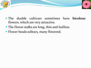  The double cultivars sometimes have bicolour
flowers, which are very attractive.
 The flower stalks are long, thin and leafless.
 Flower heads solitary, many flowered.
 