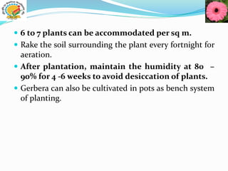  6 to 7 plants can be accommodated per sq m.
 Rake the soil surrounding the plant every fortnight for
aeration.
 After plantation, maintain the humidity at 80 –
90% for 4 -6 weeks to avoid desiccation of plants.
 Gerbera can also be cultivated in pots as bench system
of planting.
 