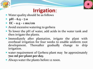 Irrigation:
 Water quality should be as follows
 pH – 6.5 – 7.0
 EC – 0.5 – 1 ms/cm
 Avoid excessive watering to gerbera
 To lower the pH of water, add acids in the water tank and
then irrigate the plants.
 Immediately after plantation, irrigate the plant with
overhead irrigation for four weeks to enable uniform root
development. Thereafter gradually change to drip
irrigation.
 water requirement of Gerbera plant may be approximately
700 ml per plant per day.
 Always water the plants before 12 noon.
 