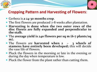 Cropping Pattern and Harvesting of Flowers:
 Gerbera is a 24-30 months crop.
 The first flowers are produced 7-8 weeks after plantation.
 Harvesting is done when the two outer rows of the
disc florets are fully expanded and perpendicular to
the stalk.
 The average yield is 240 flowers per sq m (6-7 plants/sq
m).
 The flowers are harvested when 2 – 3 whorls of
stamens have entirely been developed; this will decide
the vase life of flowers.
 Pluck the flowers in the morning or late in the evening or
during the day when temperature is low.
 Pluck the flower from the plant rather than cutting them.
 